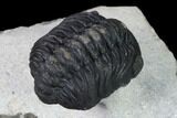 Austerops Trilobite - Nice Eye Facets #138958-3